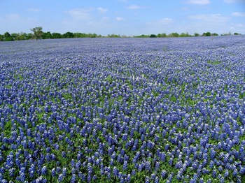 Tx Bluebonnet.JPG